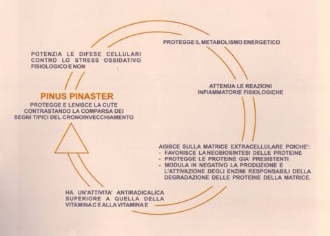 ciclo vita capello