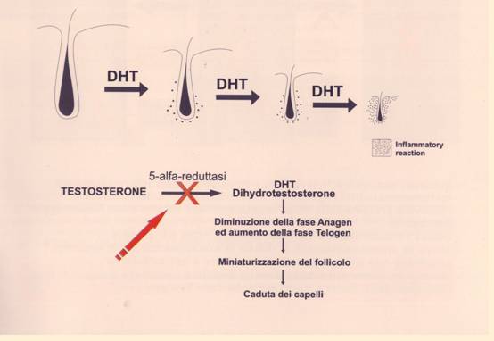 ormone dht capelli